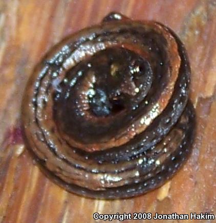 Gabilan Mountains Slender Salamander (Batrachoseps gavilanensis)