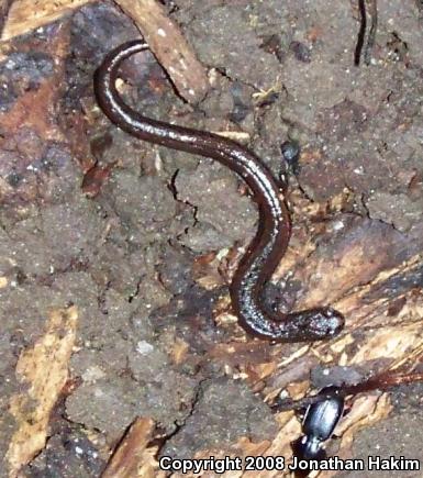 Gabilan Mountains Slender Salamander (Batrachoseps gavilanensis)