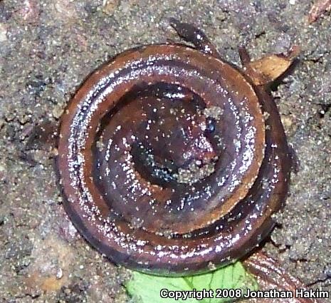 Gabilan Mountains Slender Salamander (Batrachoseps gavilanensis)