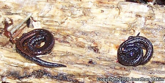 Gabilan Mountains Slender Salamander (Batrachoseps gavilanensis)