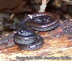 Gabilan Mountains Slender Salamander (Batrachoseps gavilanensis)