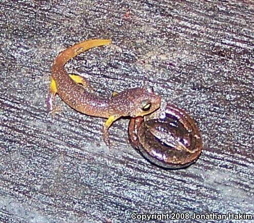 Gabilan Mountains Slender Salamander (Batrachoseps gavilanensis)