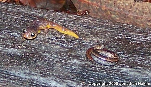 Gabilan Mountains Slender Salamander (Batrachoseps gavilanensis)