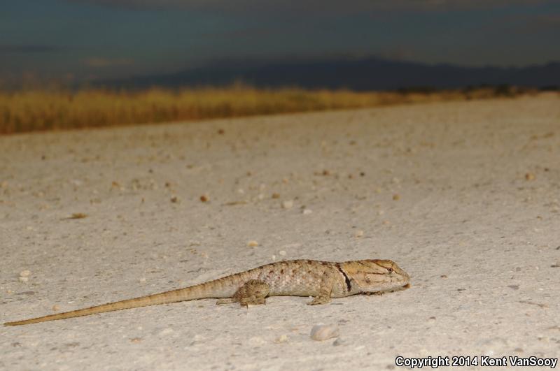 Spotted Spiny Lizard (Sceloporus maculosus)