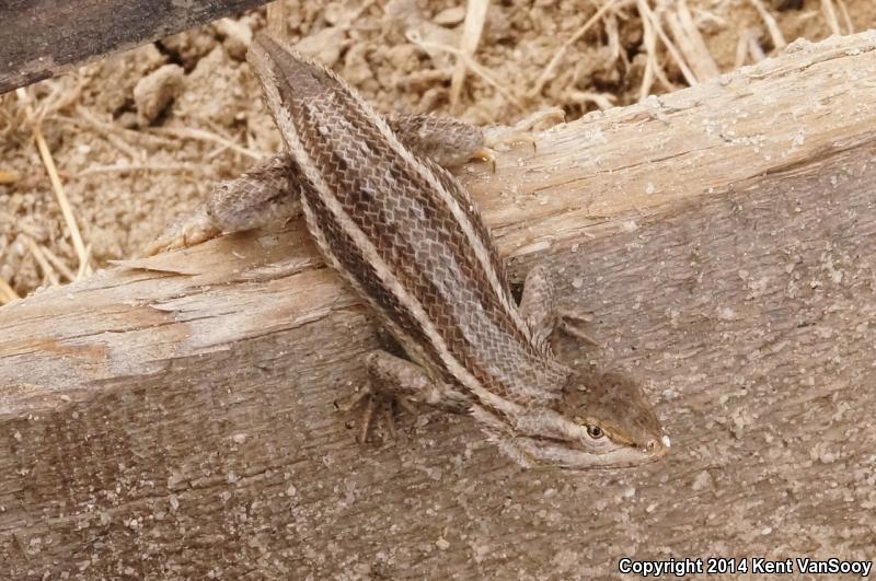 Slevin's Bunchgrass Lizard (Sceloporus slevini)