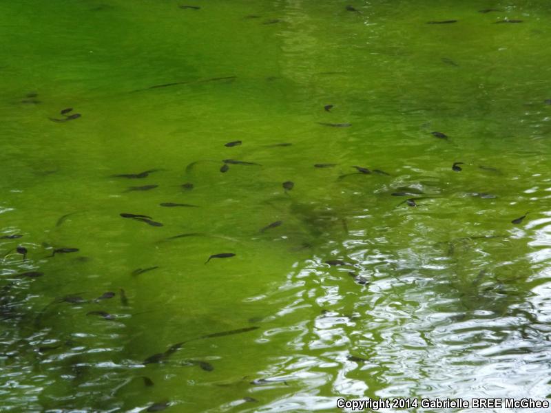 River Frog (Lithobates heckscheri)