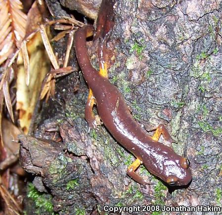 Yellow-eyed Ensatina (Ensatina eschscholtzii xanthoptica)