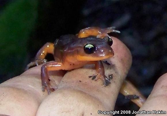 Yellow-eyed Ensatina (Ensatina eschscholtzii xanthoptica)