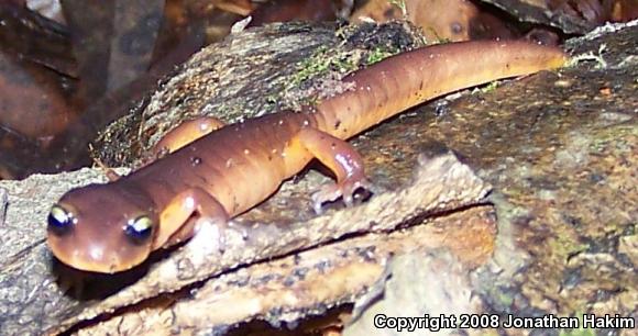 Yellow-eyed Ensatina (Ensatina eschscholtzii xanthoptica)