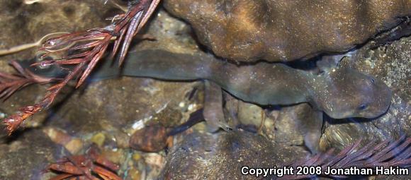 California Giant Salamander (Dicamptodon ensatus)