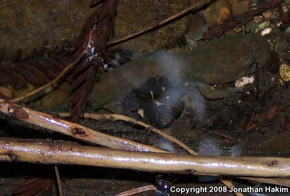 California Giant Salamander (Dicamptodon ensatus)