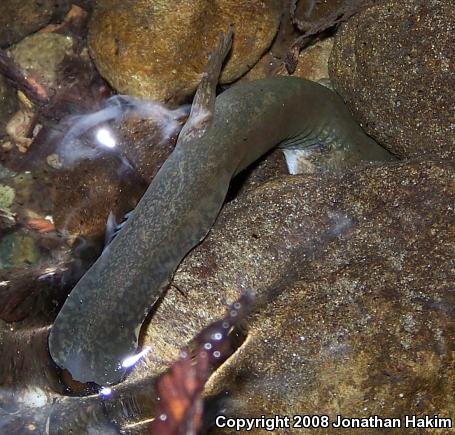 California Giant Salamander (Dicamptodon ensatus)