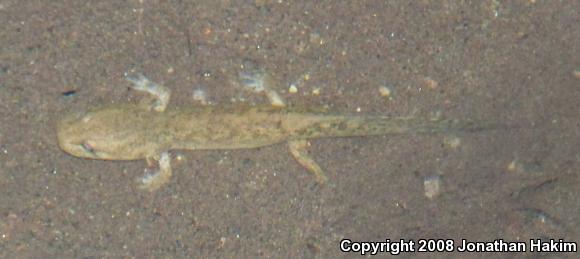 California Giant Salamander (Dicamptodon ensatus)