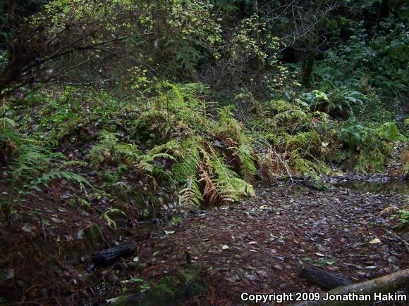 California Giant Salamander (Dicamptodon ensatus)