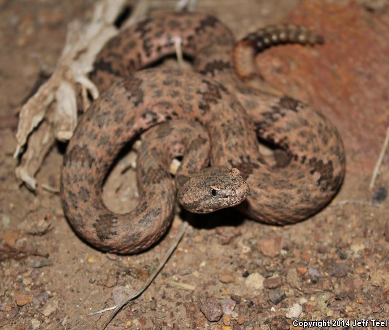 Mottled Rock Rattlesnake (Crotalus lepidus lepidus)