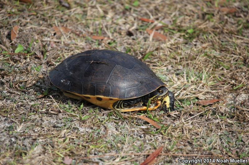 Florida Chicken Turtle (Deirochelys reticularia chrysea)