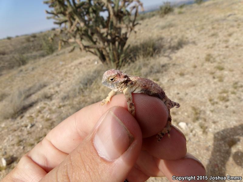 Round-tailed Horned Lizard (Phrynosoma modestum)