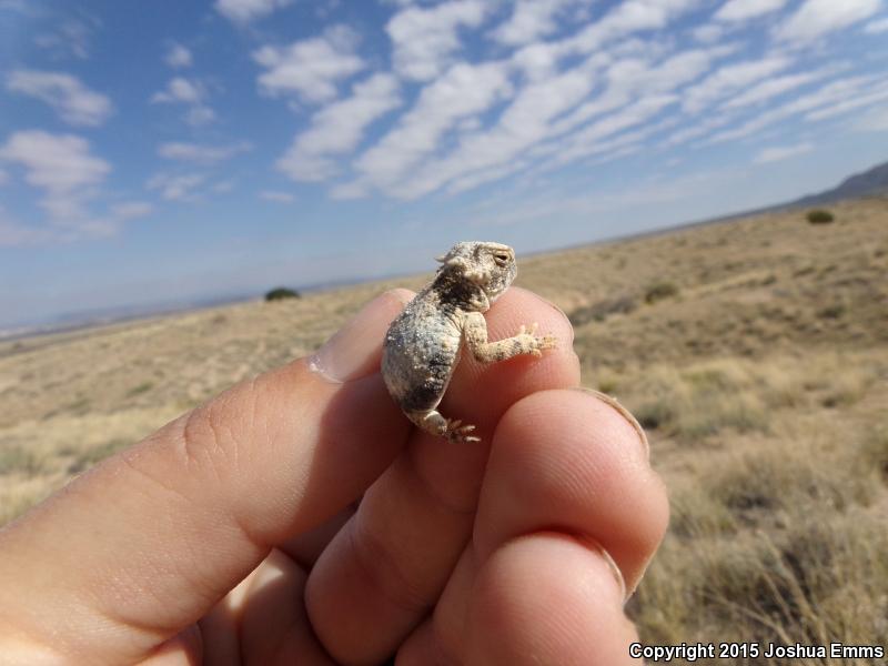 Round-tailed Horned Lizard (Phrynosoma modestum)