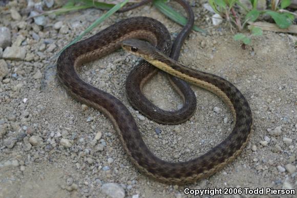 Eastern Gartersnake (Thamnophis sirtalis sirtalis)