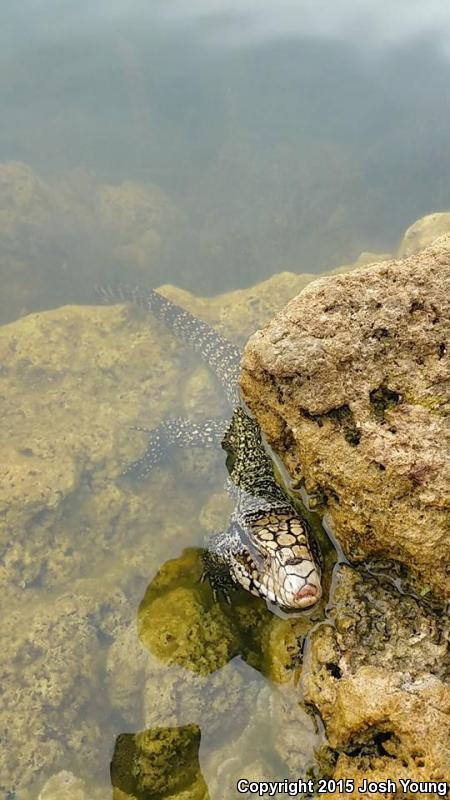 Argentine Giant Tegu (Tupinambis merianae)