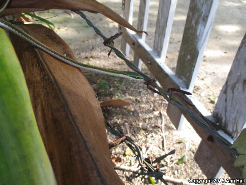 Mexican Parrot Snake (Leptophis mexicanus)