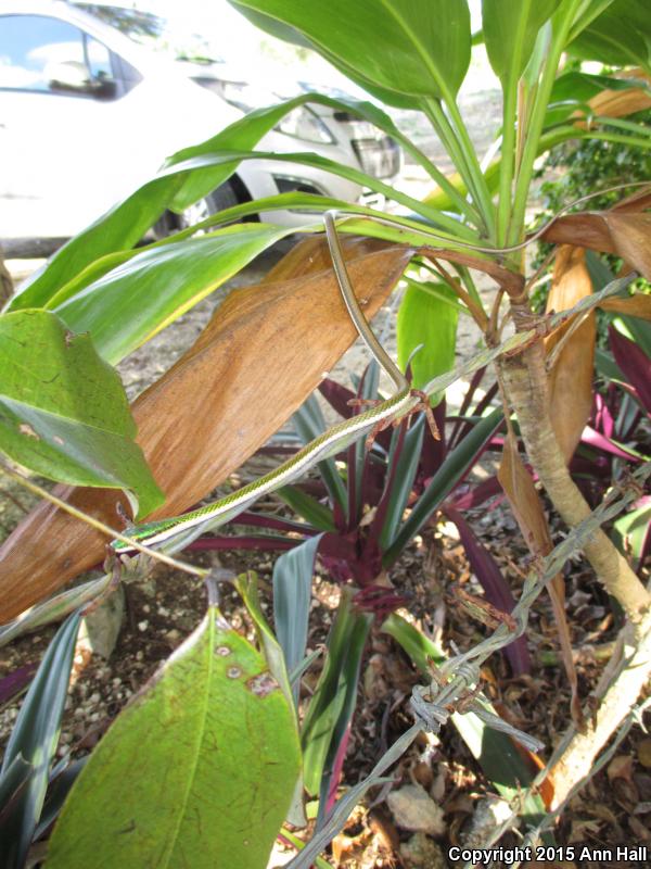 Mexican Parrot Snake (Leptophis mexicanus)