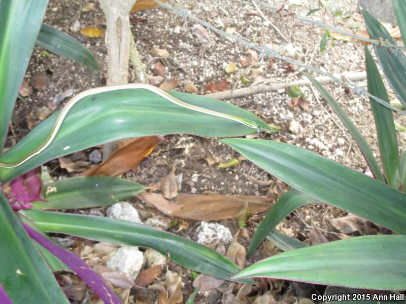 Mexican Parrot Snake (Leptophis mexicanus)