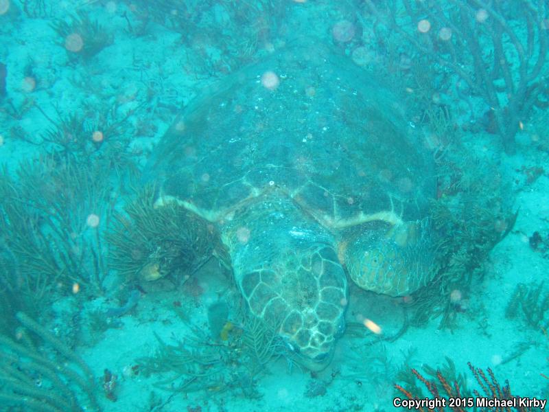 Loggerhead Sea Turtle (Caretta caretta)