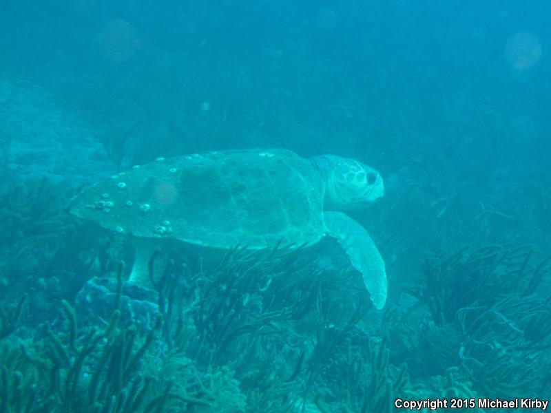 Loggerhead Sea Turtle (Caretta caretta)