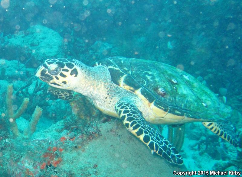 Hawksbill Sea Turtle (Eretmochelys imbricata)