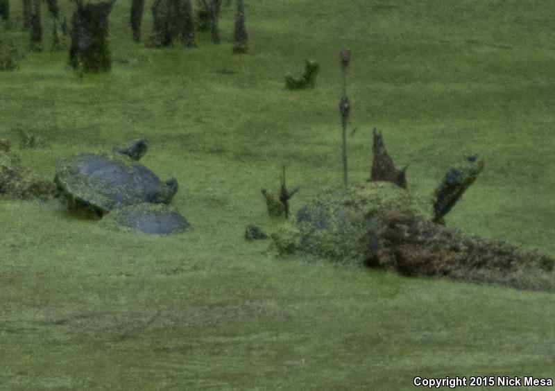 Eastern Chicken Turtle (Deirochelys reticularia reticularia)