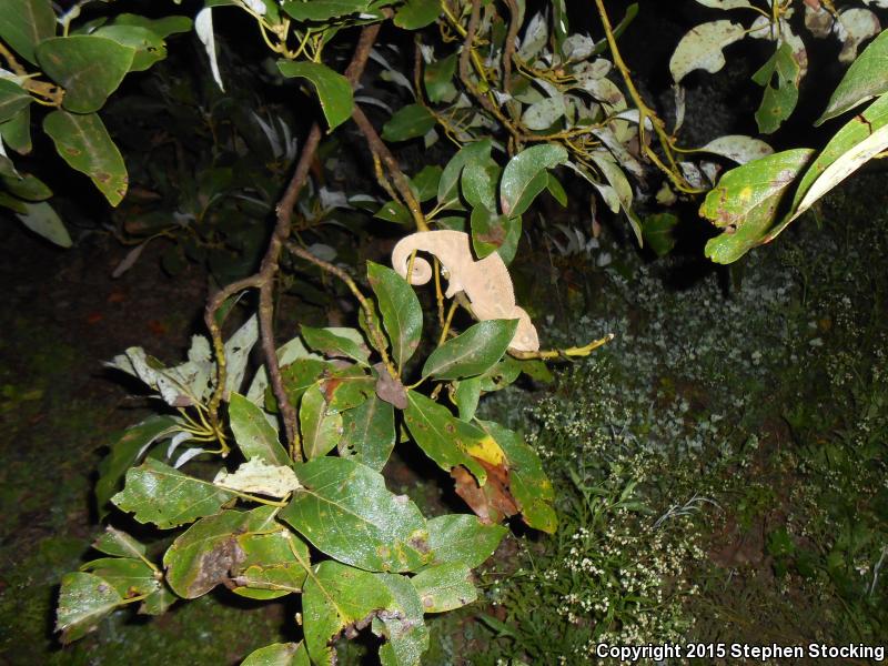 Oustalet's Chameleon (Furcifer oustaleti)