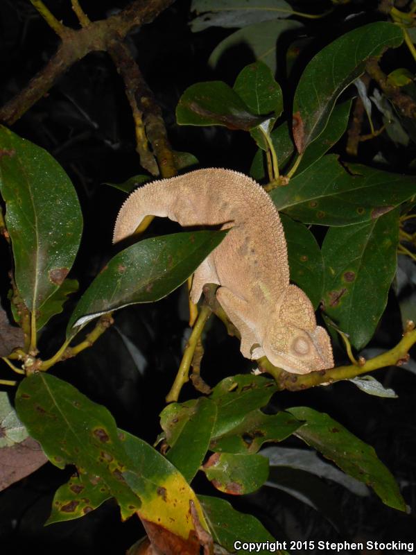 Oustalet's Chameleon (Furcifer oustaleti)