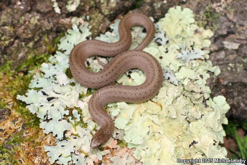 Mountain Earthsnake (Virginia valeriae pulchra)