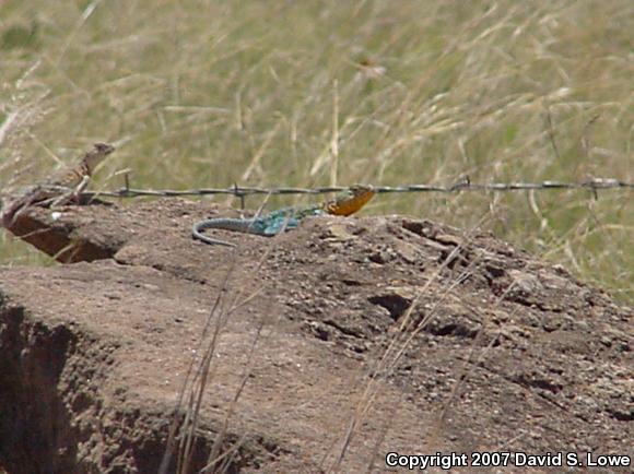 Eastern Collared Lizard (Crotaphytus collaris collaris)