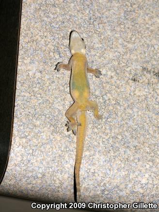 Flat-tailed House Gecko (Cosymbotus platyurus)