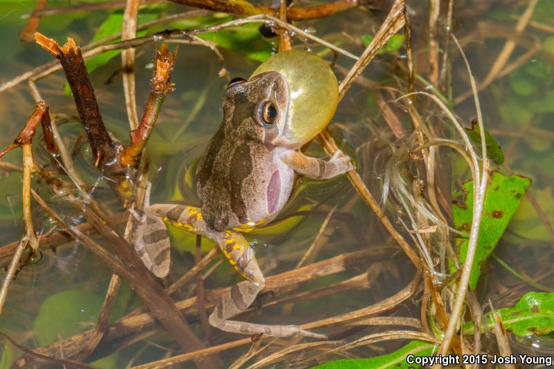 Ornate Chorus Frog (Pseudacris ornata)