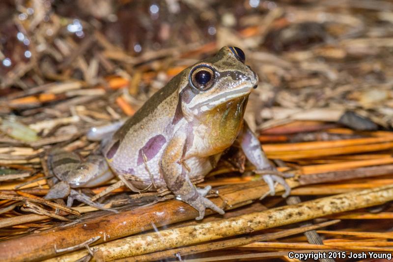 Ornate Chorus Frog (Pseudacris ornata)