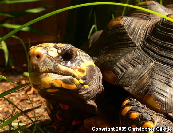 Red-footed Tortoise (Geochelone carbonaria)