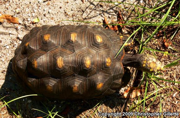 Red-footed Tortoise (Geochelone carbonaria)