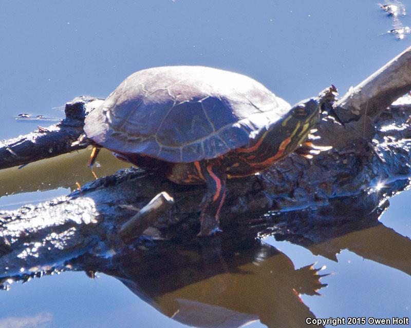 Southern Painted Turtle (Chrysemys dorsalis)