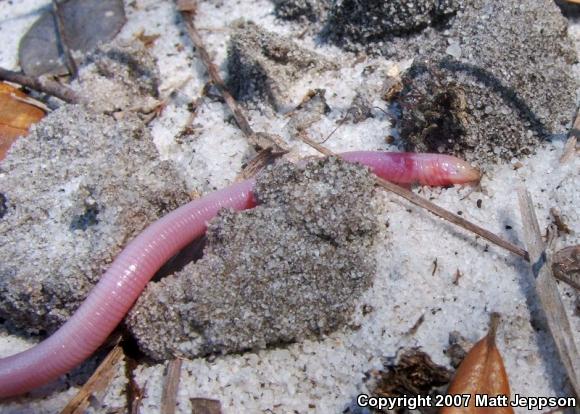 Florida Worm Lizard (Rhineura floridana)