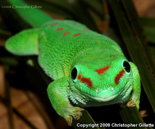 Giant Madagascar Day Gecko (Phelsuma madagascariensis grandis)