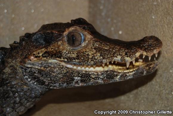 Dwarf Caiman (Paleosuchus palpebrosus)