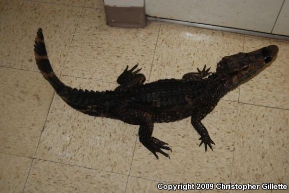 Dwarf Caiman (Paleosuchus palpebrosus)