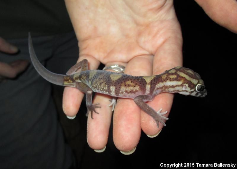 Yucatan Banded Gecko (Coleonyx elegans elegans)