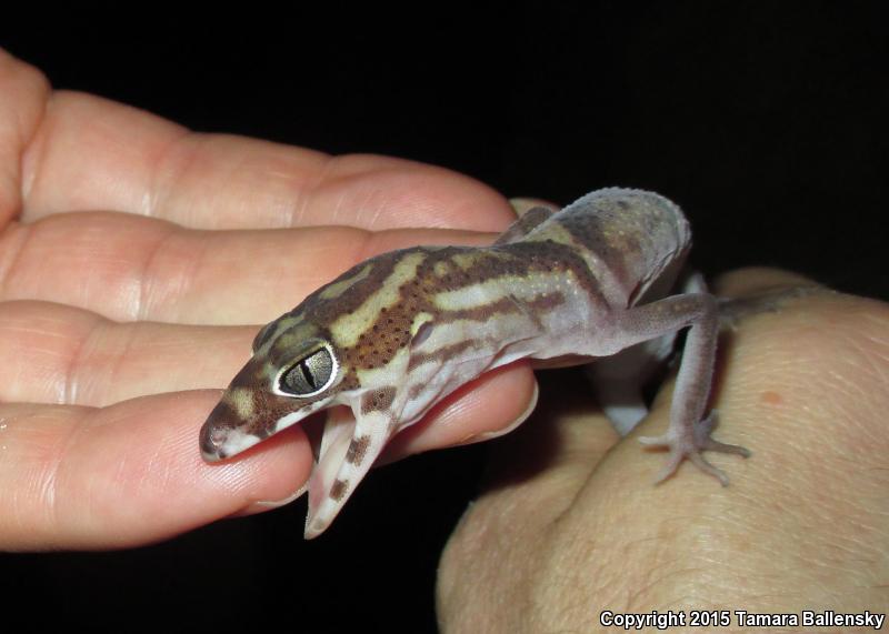 Yucatan Banded Gecko (Coleonyx elegans elegans)