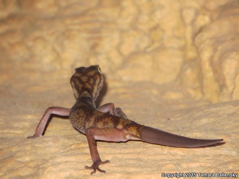 Yucatan Banded Gecko (Coleonyx elegans elegans)