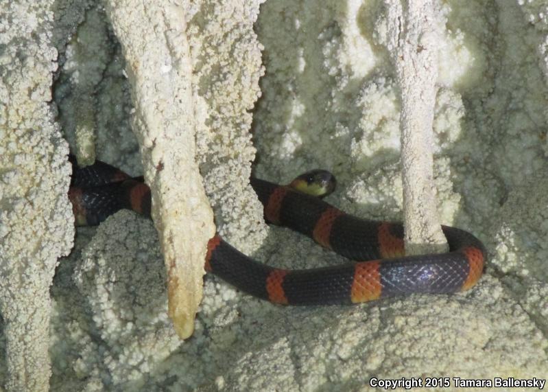 Sartori's Snail Sucker (Tropidodipsas sartorii sartorii)