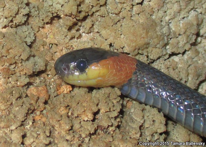 Sartori's Snail Sucker (Tropidodipsas sartorii sartorii)